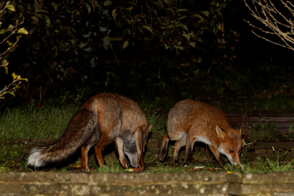 1810191810190698.jpg - Little Vixen and Wolfy