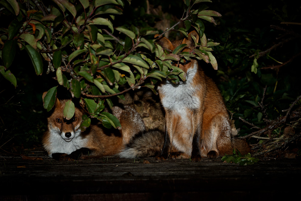 1810201810208647.jpg - Stumpy and Longtail on the decking