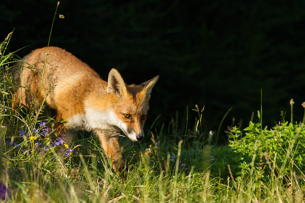 1811150907139511.jpg - Fox in garden