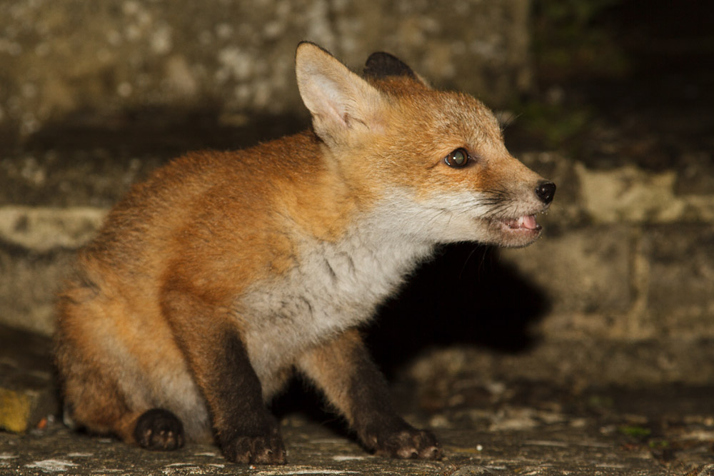 1811161305135125.jpg - Fox cub at about 3 months old