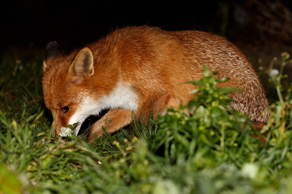 1811181711189146.jpg - Pretty foraging