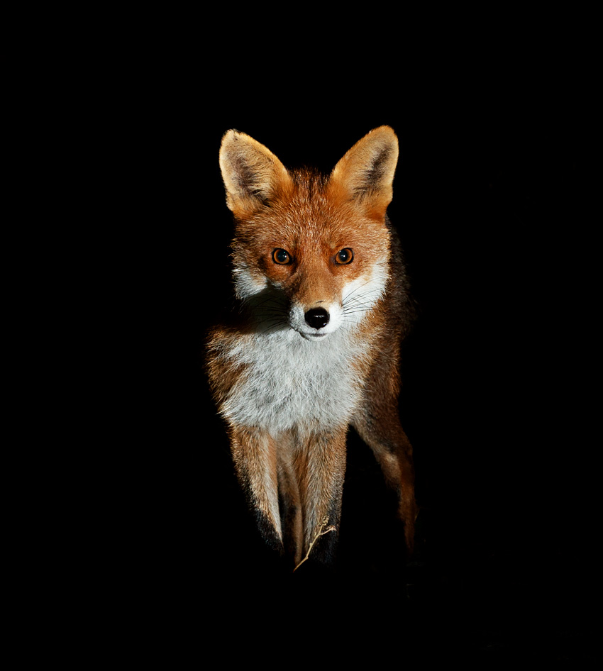 1811211611214820.jpg - Portrait of Stumpy