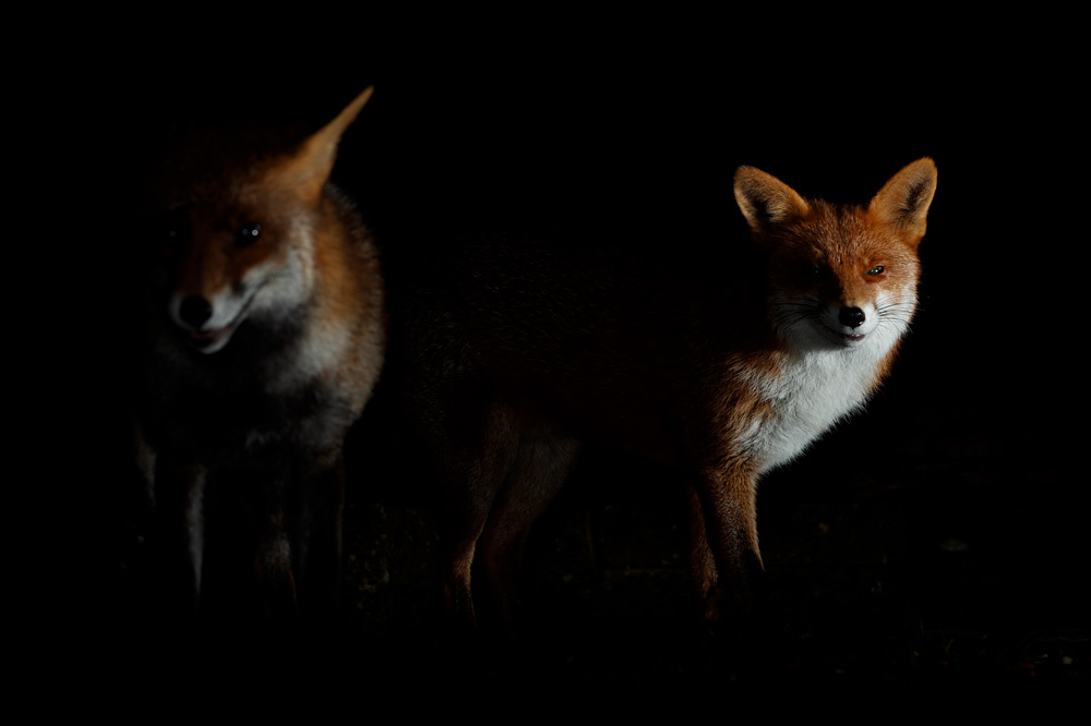 1812201612201583.jpg - Stumpy (with Wolfy)