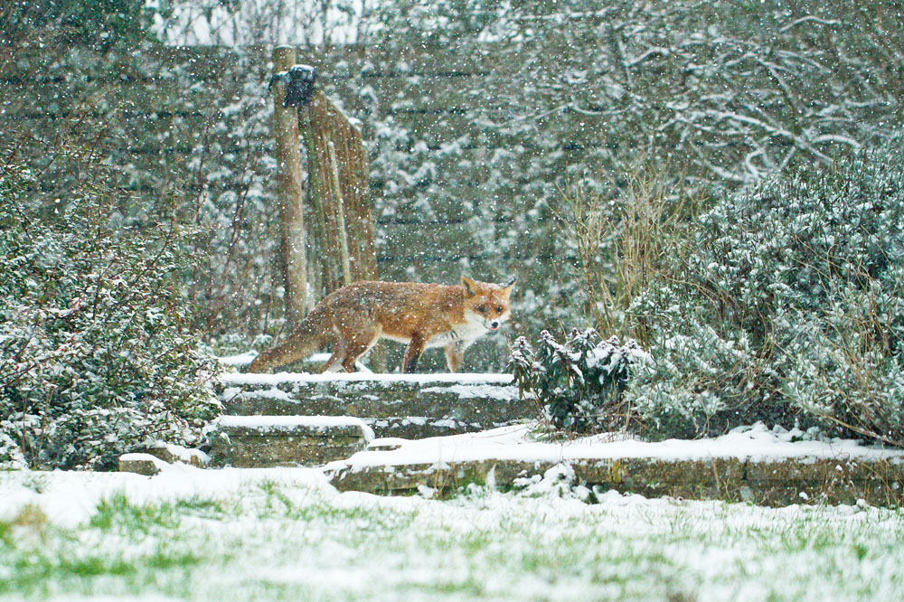 1901131801135433.jpg - Fox (Vulpes vulpes) in a suburban garden during snow fall.