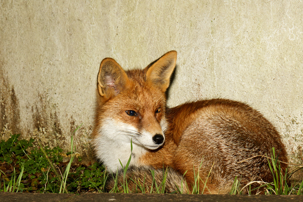 1901181801184126.jpg - Pretty Vixen relaxing in raised bed