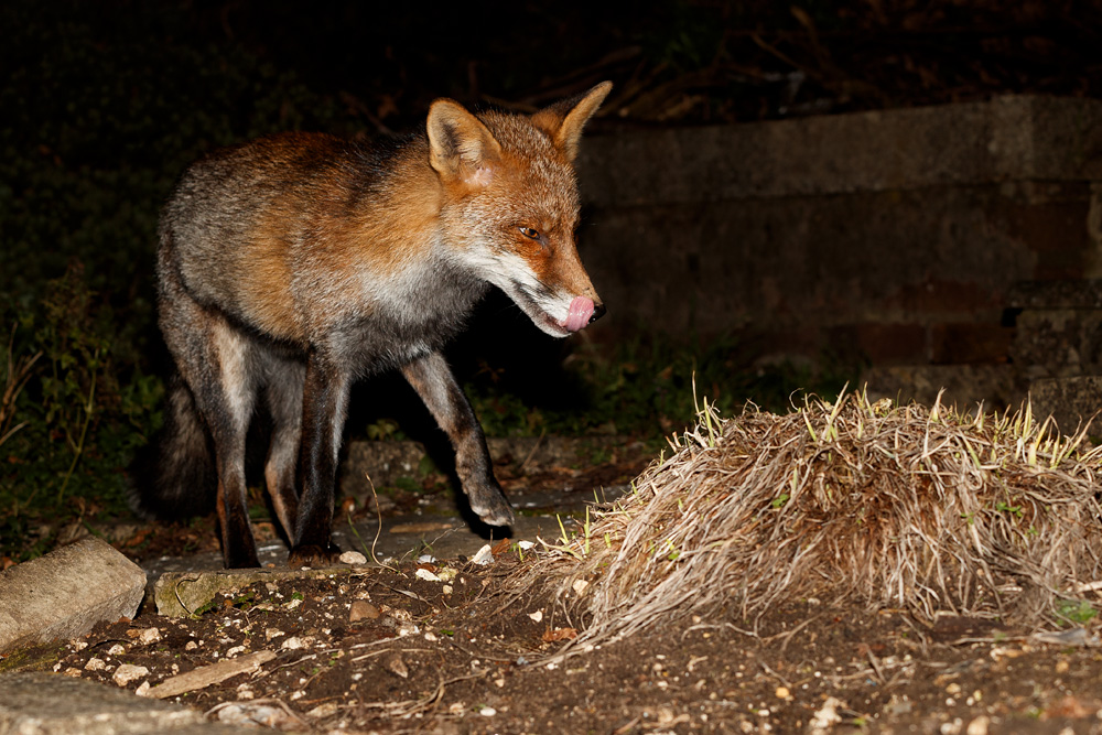1901191901197949.jpg - Wolfy at night