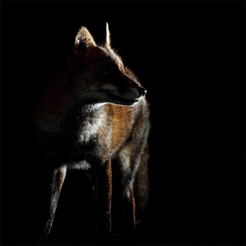 1901211601213018.jpg - Portrait of Wolfy