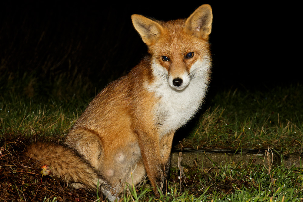 1902181902187230.jpg - Pretty Vixen in gravid state