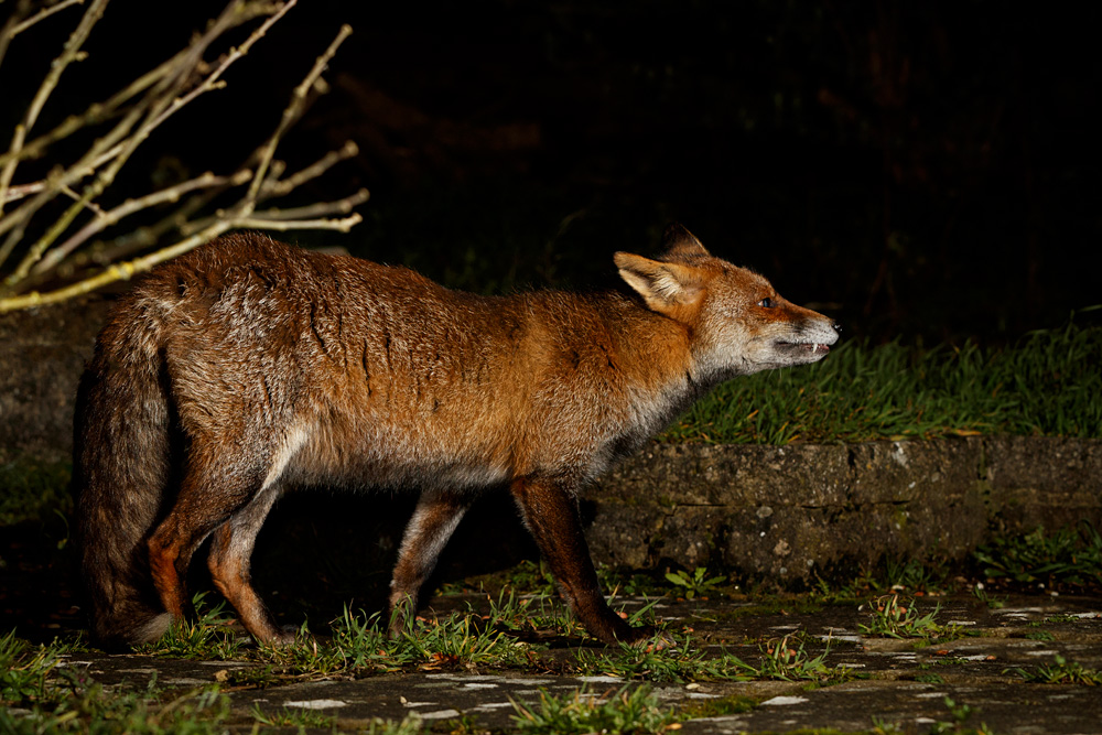 1902201702207386.jpg - Wolfy at Night