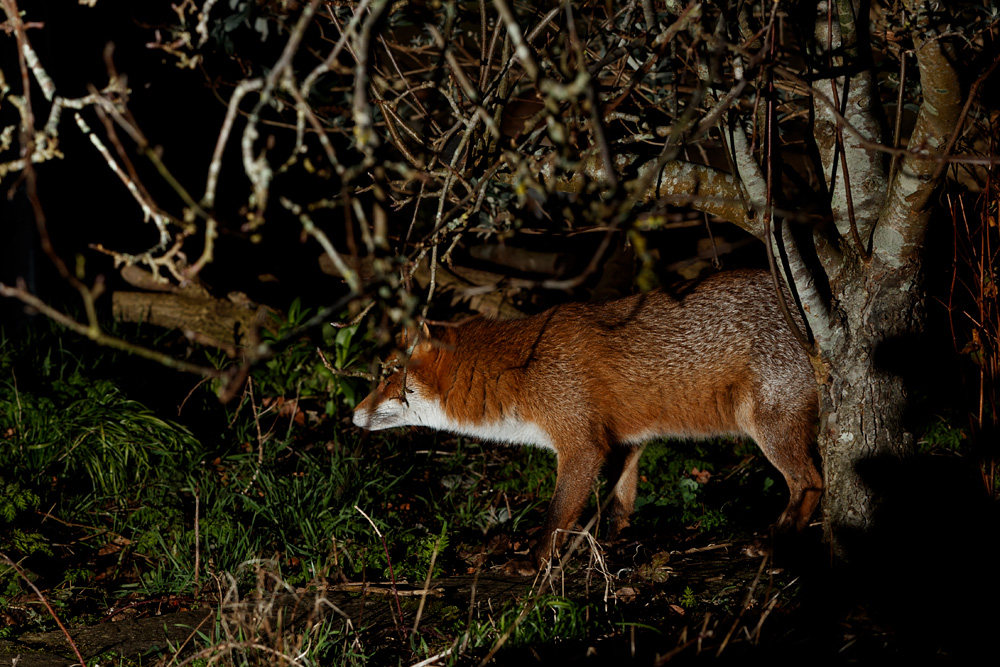 1902211902213679.jpg - Stumpy around the garden