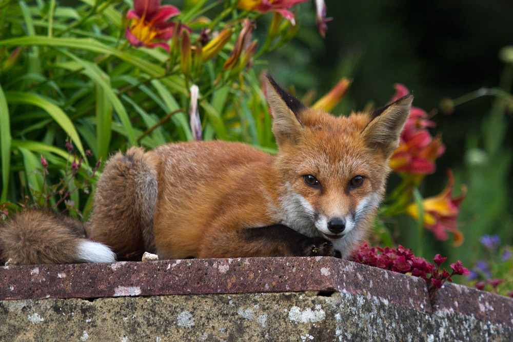1903151507131310.jpg - Pretty fox cub on wall