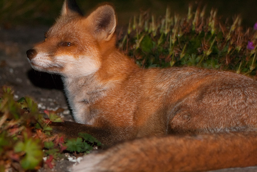 1903162009091248.jpg - Fox in garden
