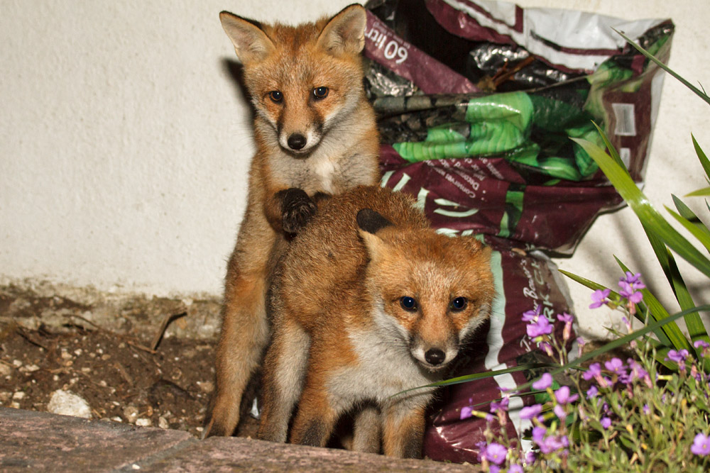 1903170206131147.jpg - Two fox cubs scrapping