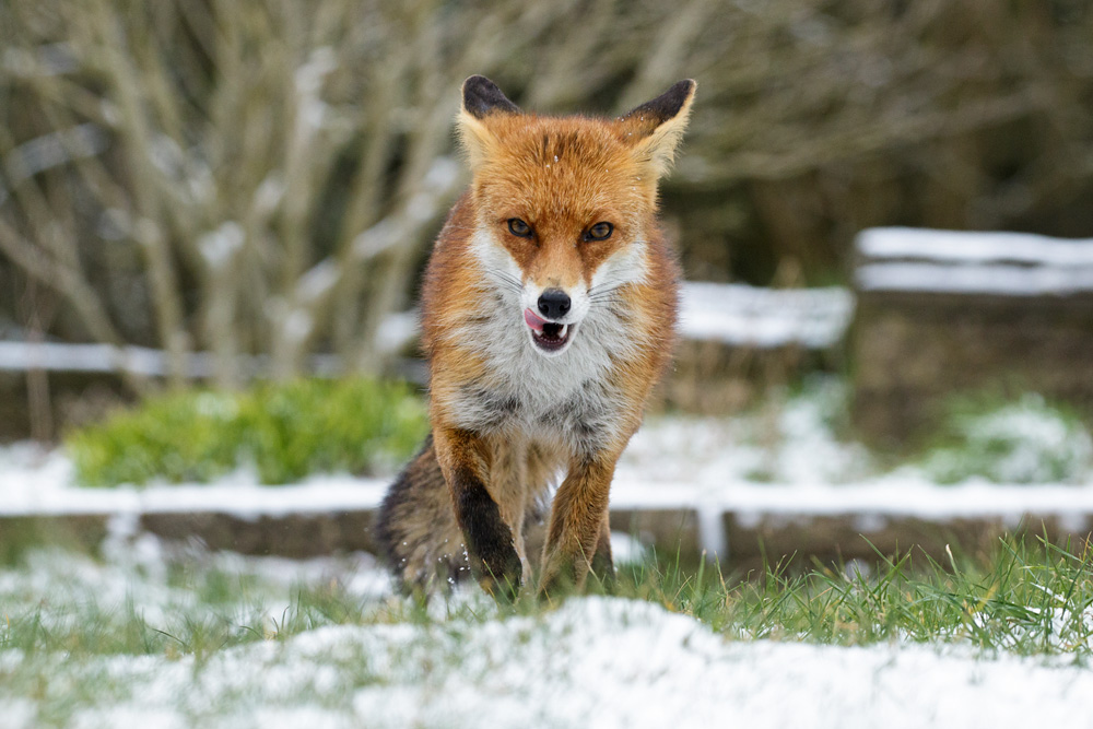 1903181803189702.jpg - Pretty VIxen in the snow