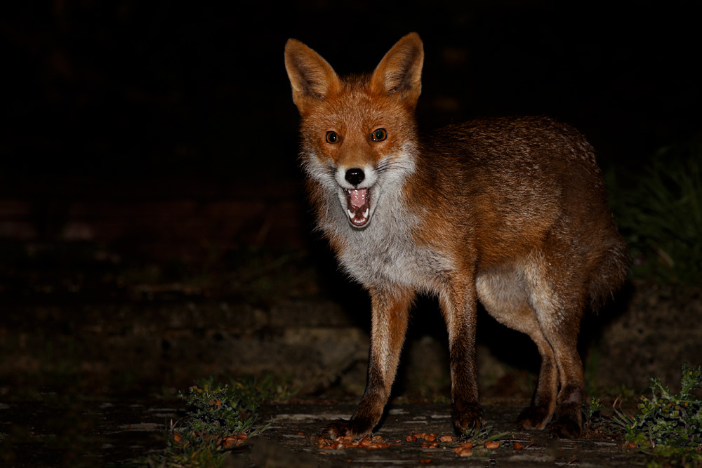 1903201903200771.jpg - Young fox (Stumpy)