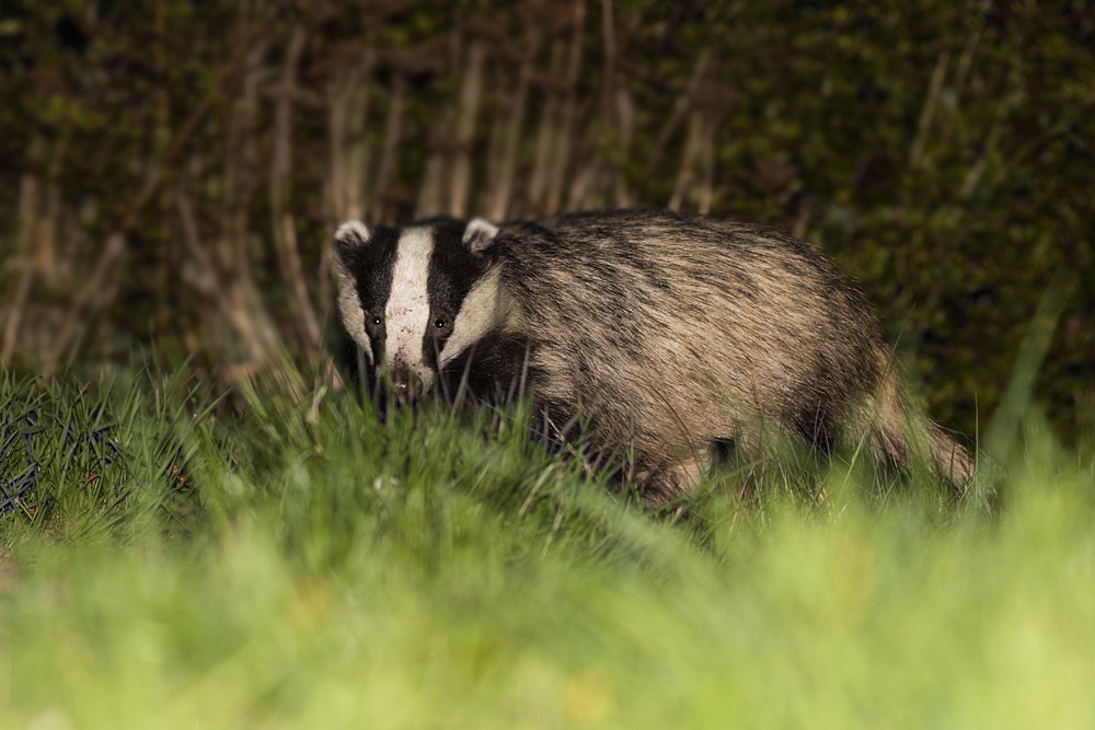 1904151804154257.jpg - Badger in grass in garden
