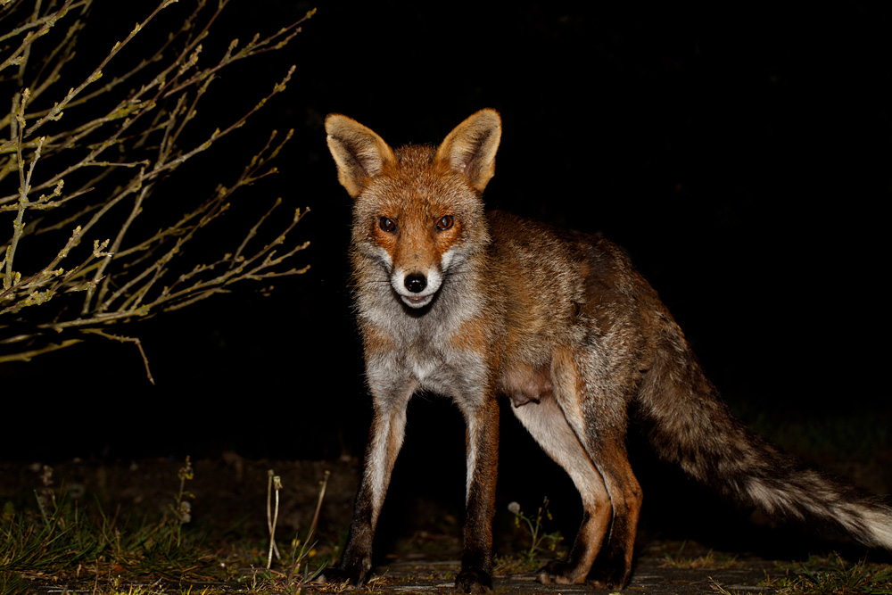 1904201904205580.jpg - Portrait of Wolfy the vixen