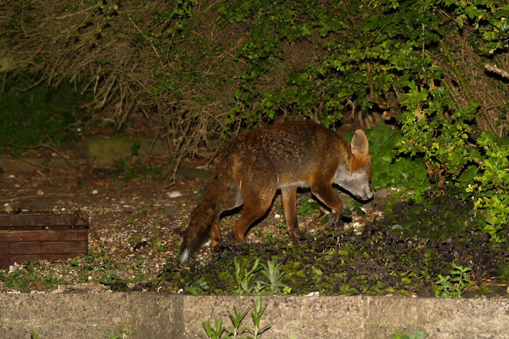 1906141706145766.jpg - Fox with nicked ear in garden