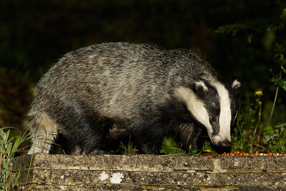 1906161806160520.jpg - Badger in the garden at night