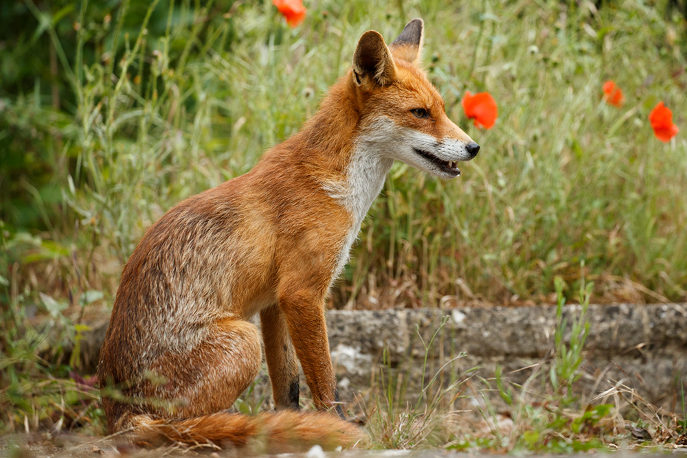 1906181906185389.jpg - Pretty Vixen and poppies