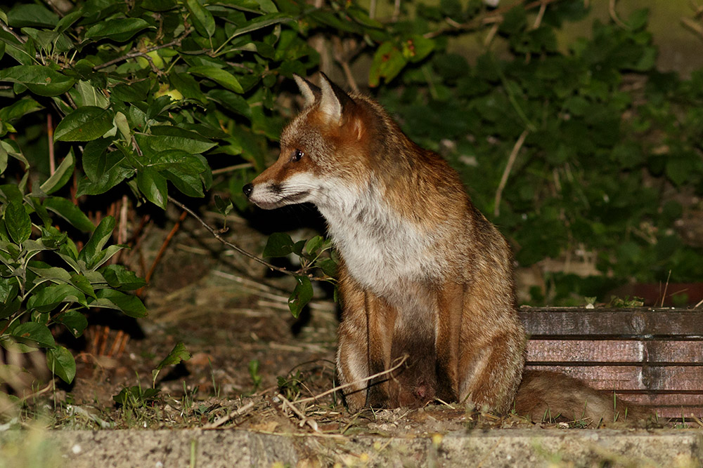 1907161907164103.jpg - Fox sitting at the rear of the garden