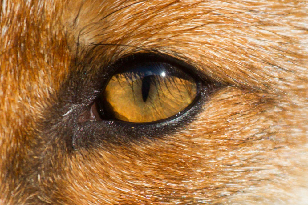1908131808130244.jpg - Detail of a fox's eye in close-up
