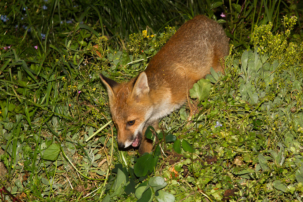 1908150506132369.jpg - Fox cub clambering over vegetation