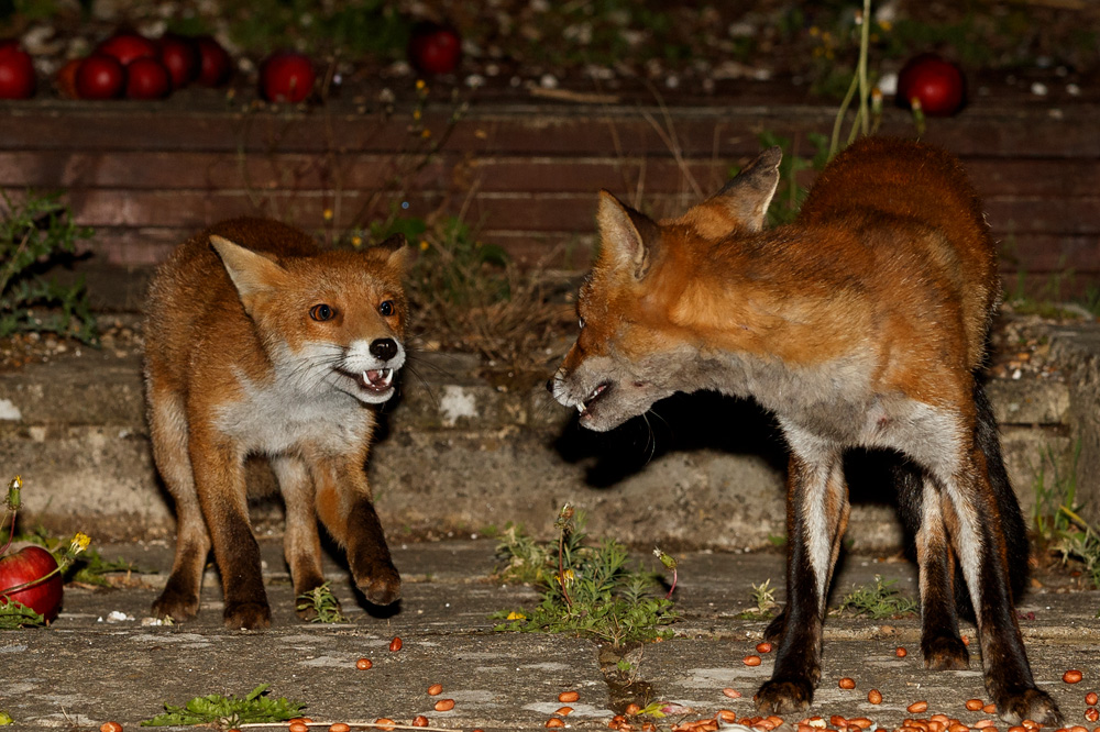 1908191408195640.jpg - Wolfy and young vixen