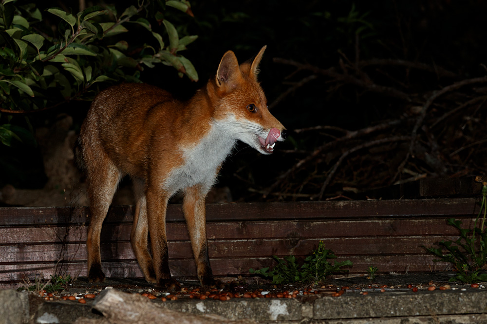 1908201908202505.jpg - Stumpy, the young male fox
