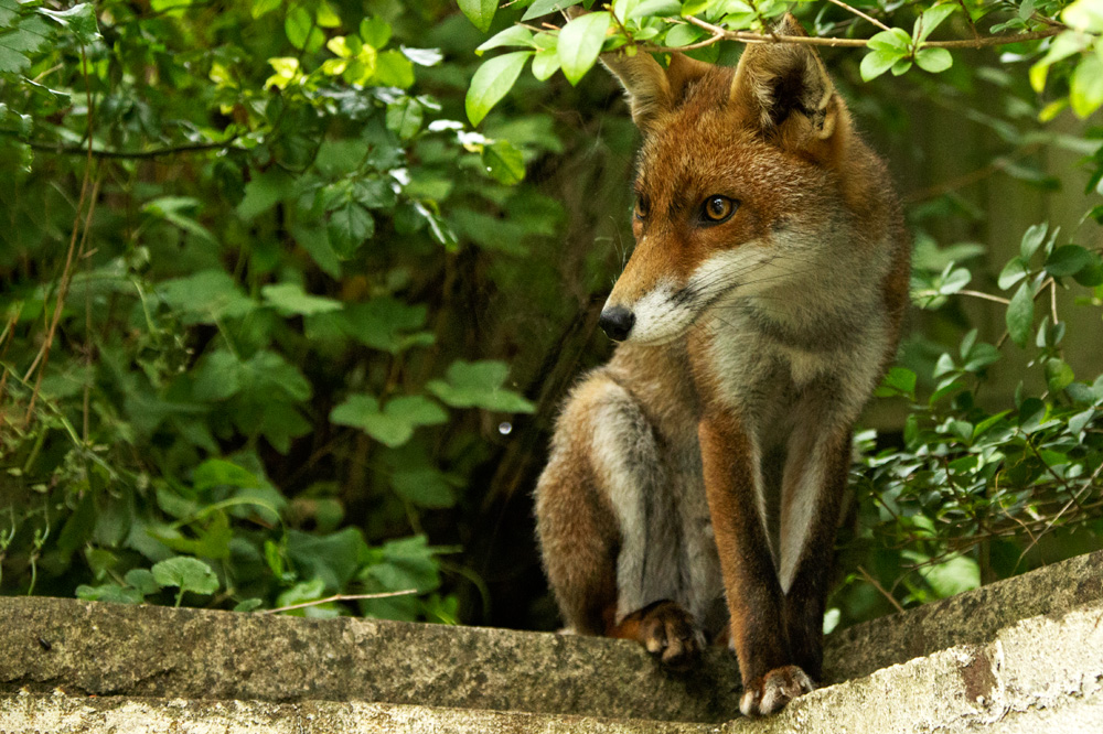 1909172008171079.jpg - Fox cub on wall