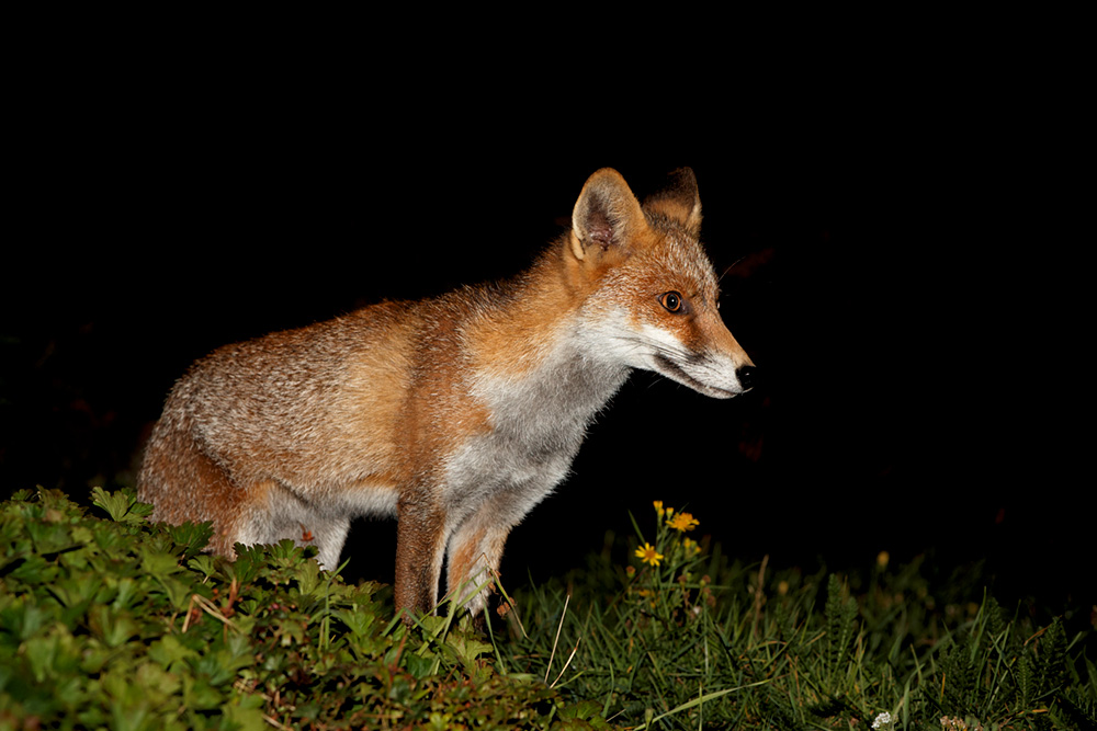 1909181909189098.jpg - Scamp at night