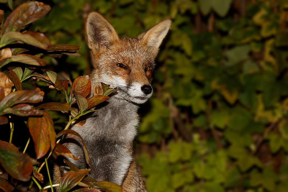 1909191809199213.jpg - Wolfy at night