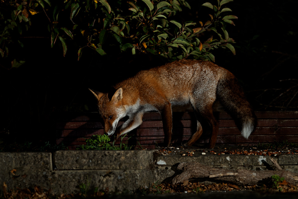 1909202009206320.jpg - Wolfy under the apple tree