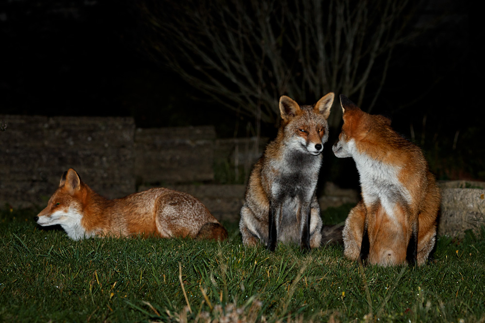 1910201910208714.jpg - Stumpy, Wolfy and Longtail