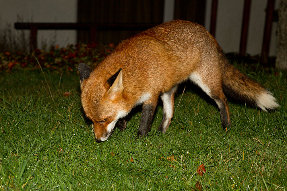 1911121811124200.jpg - Fox rooting for grubs in lawn
