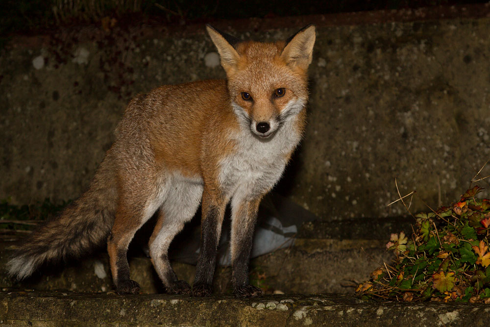 1911131711137656.jpg - Young fox in the  garden