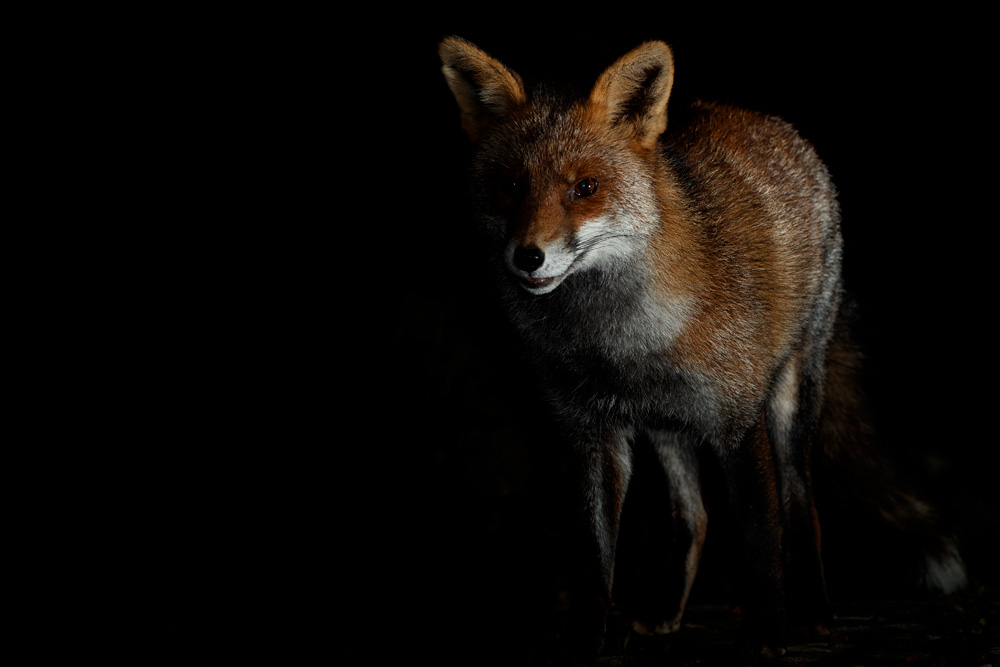 1911201711200116.jpg - Wolfy at night