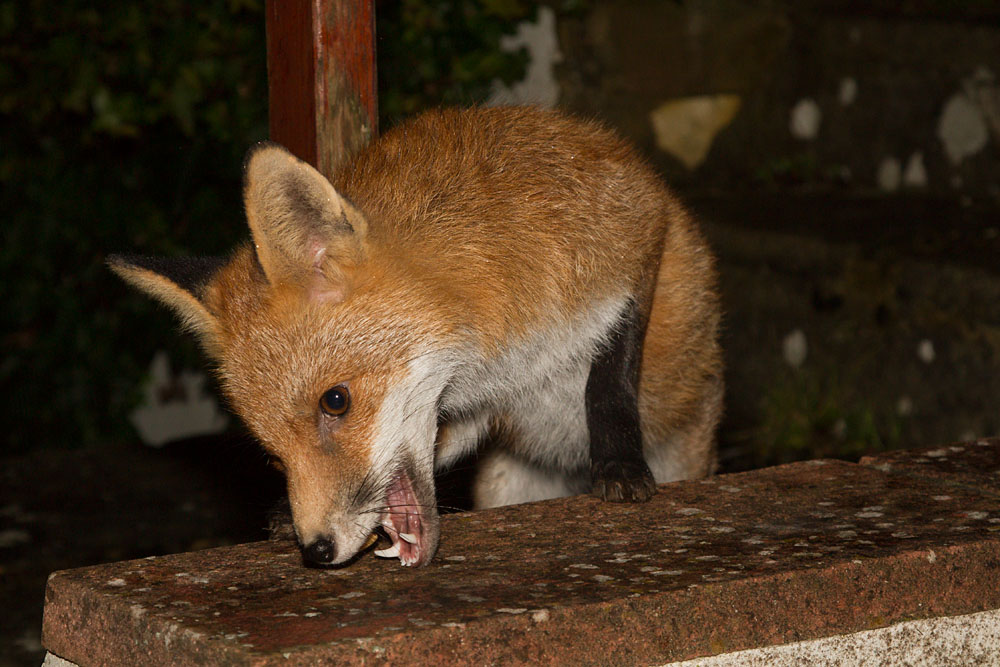1912131812133481.jpg - Fox in the garden after rain