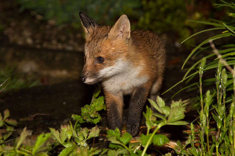 1912141405135298.jpg - Fox cub in the rain