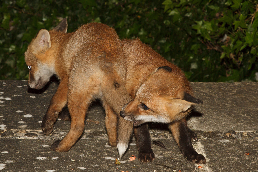 1912162005136965.jpg - Two fox cubs playing at night