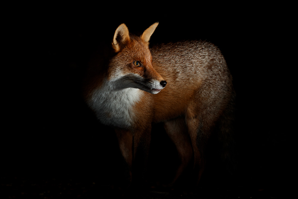 1912201812201749.jpg - Portrait of Longtail