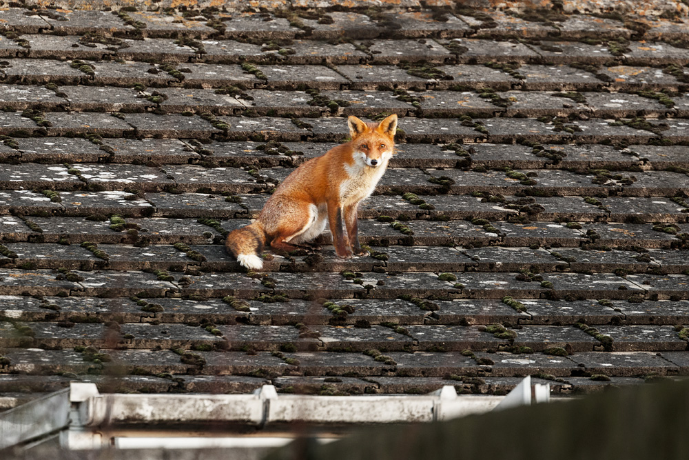 1912211812216139.jpg - Fox on roof
