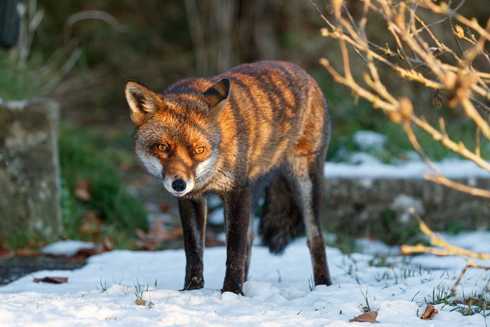 1912221612222165.jpg - Lopa in the snow