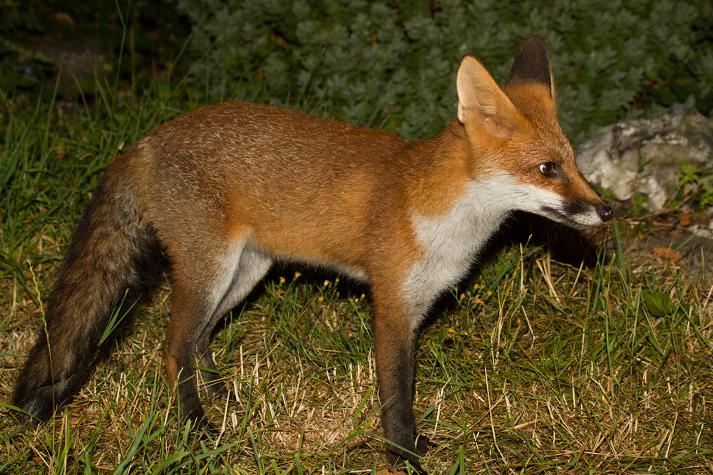 2001162507133641.jpg - Young fox standing