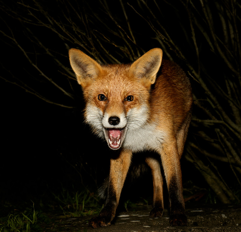 2001181901184145.jpg - Pretty Vixen at night