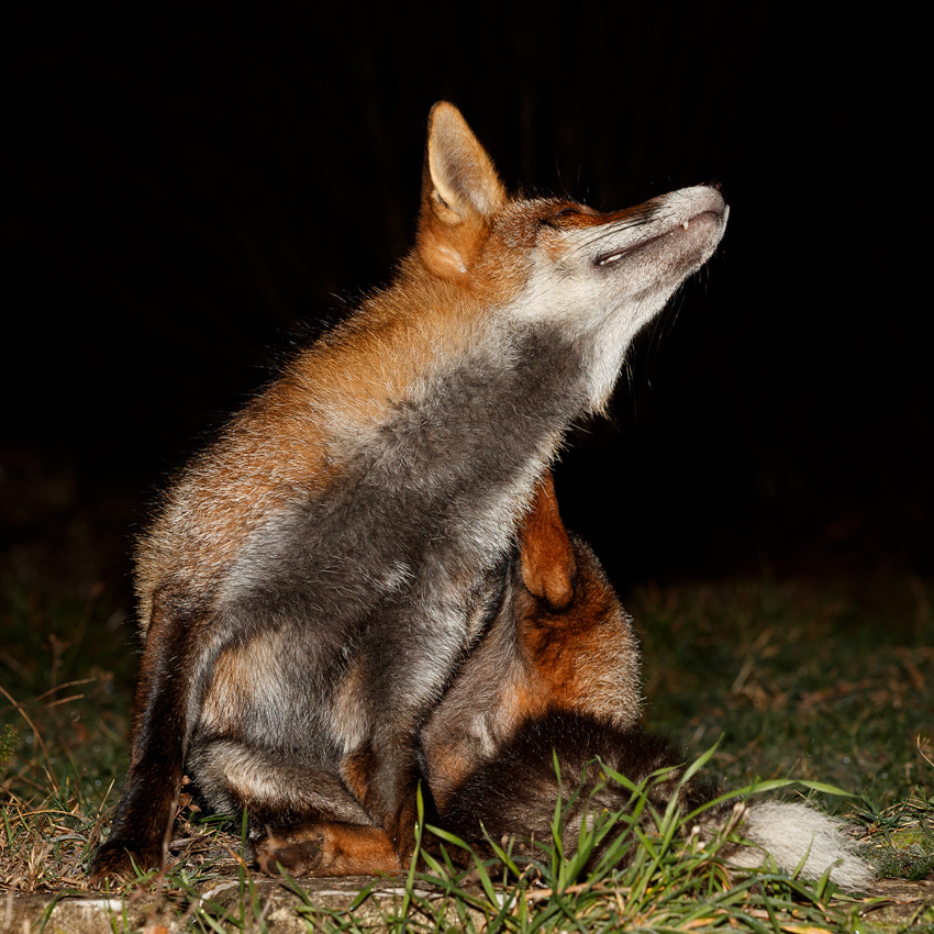 2001192001198081.jpg - Wolfy scratching and showing his dark chest/belly area