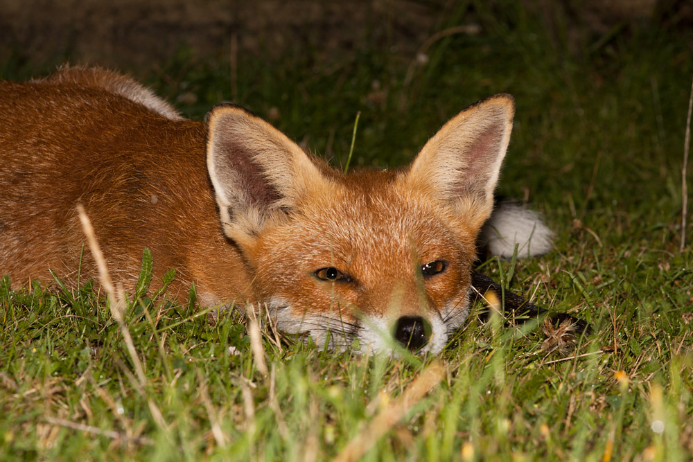 2002161208098639.jpg - Fox in the grass