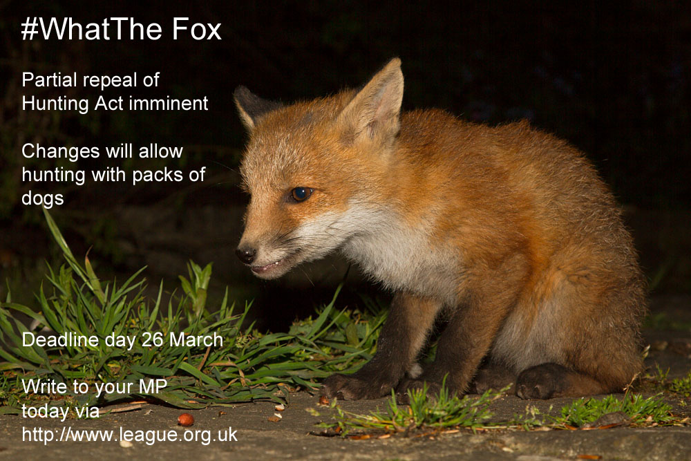 200314whatthefox_2.jpg - Fox cub sitting in a suburban garden