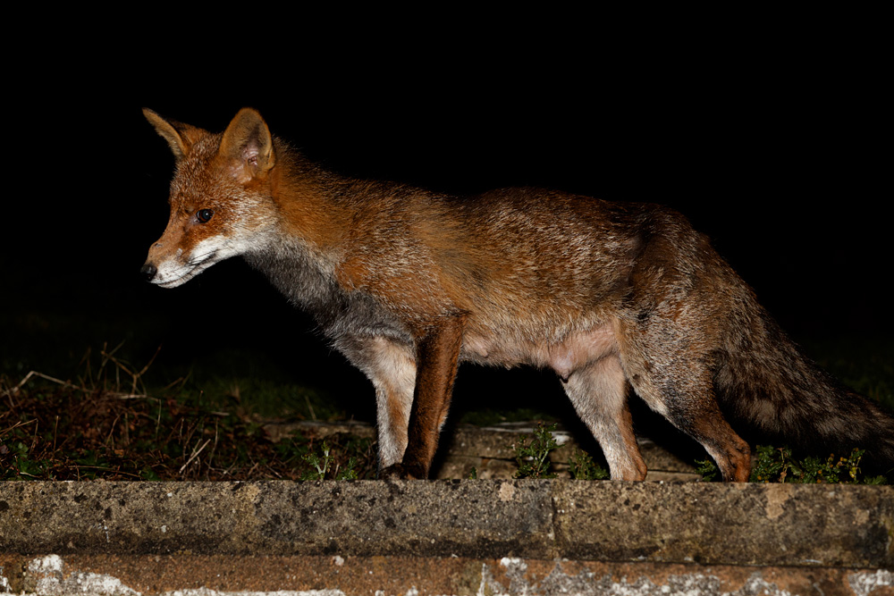 2003202103200791.jpg - Wolfy the vixen