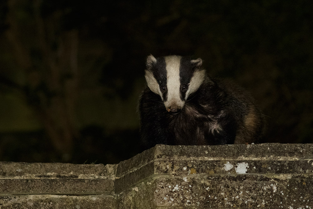 2004151804154379.jpg - Badger in garden
